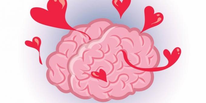 hechos sobre el cerebro: Love