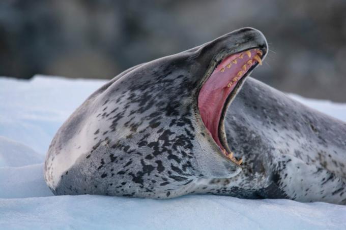 Antártida: foto de una foca leopardo