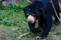 Malasia: torres gemelas 452 metros y un oso de peluche en miniatura