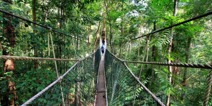 territorio asiático atrae a los turistas a sabiendas: Parque Nacional Taman Negara, Malasia