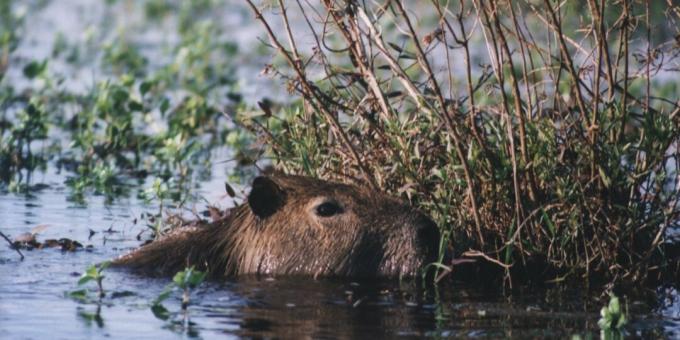 Desde el punto de vista de la Iglesia Católica, el capibara es un pez