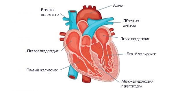 Anatomia del corazon