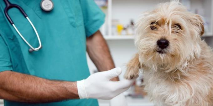 Las visitas regulares al veterinario el perro va a aliviar muchos problemas de salud