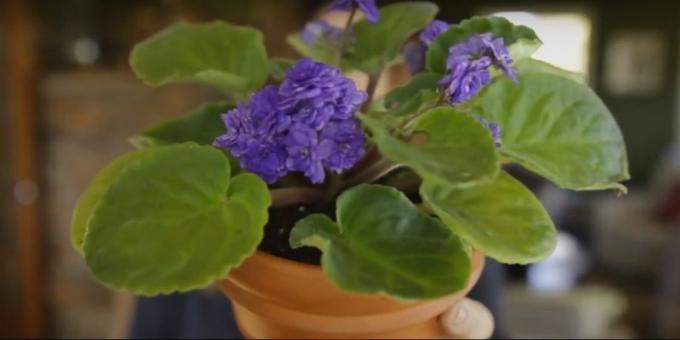 Cómo cuidar de violetas: una necesidad olla