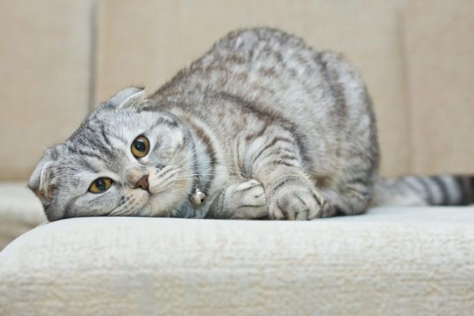 razas de gatos inteligentes: Scottish Fold