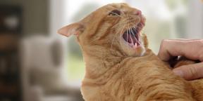 ¿Qué hacer si un gato se comporta de forma agresiva
