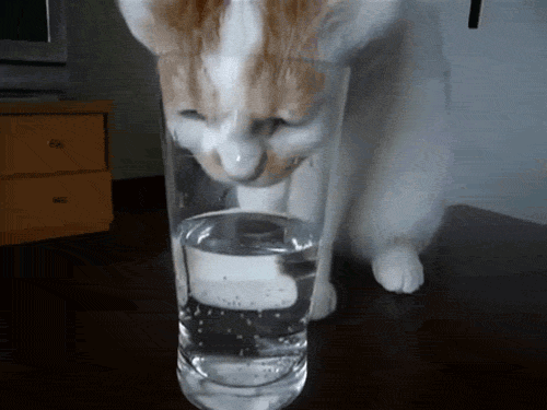 agua potable del gato
