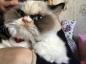 Grumpy Cat 2.0: el nuevo gato gruñón conquista internet