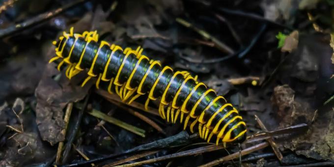 Animales inusuales: el policroma de apheloria milpiés