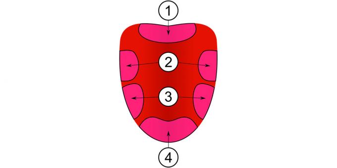 Diferentes partes de la lengua perciben diferentes sabores.