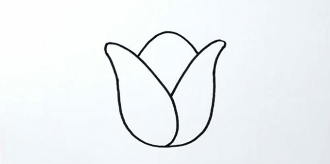 Cómo dibujar un tulipán: delinea el pétalo central