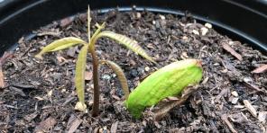 ¿Cómo hacer crecer los mangos de los huesos en el hogar