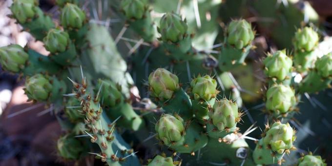 Cómo cuidar de cactus: Brotes de cactus expulsados