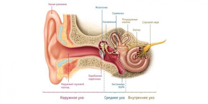Si el niño tiene dolor de oído, hay una razón fisiológica para este