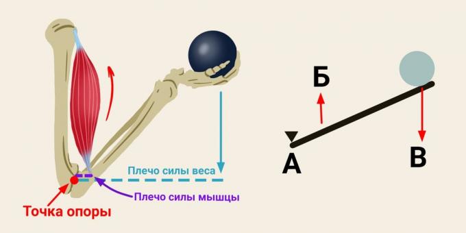 El principio del brazo de palanca en el bíceps