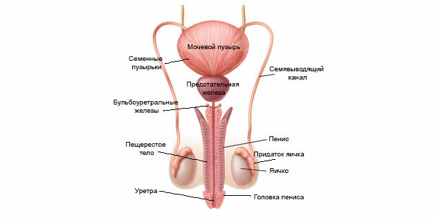 Eyaculación: la estructura del sistema reproductor masculino.
