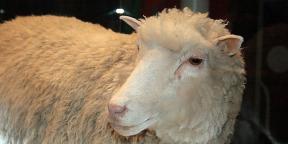 ¿Qué ha cambiado en el mundo de la clonación desde los días de la oveja Dolly?