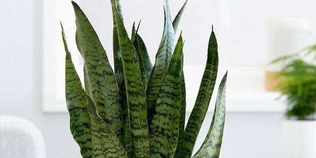 plantas de interior de sombra: sansevieriya zeylanika