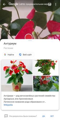 Identificar los tipos de plantas de interior con Google lente