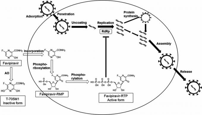 El mecanismo de acción de favipiravir, sobre la base del cual se desarrolló Avifavir
