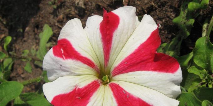 flores sin pretensiones para macizos de flores: Petunia grandiflora