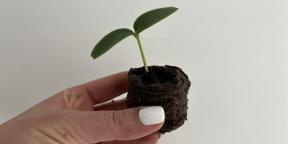 Cómo cultivar pepinos: una guía detallada