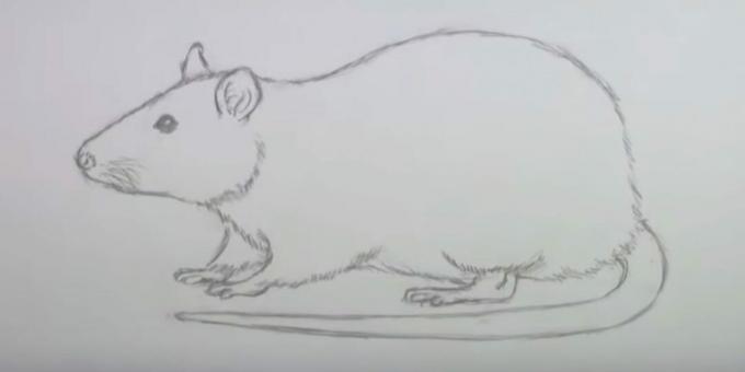 Cómo dibujar un mouse: borrar bocetos
