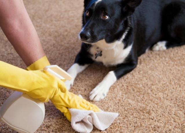 Cómo limpiar la alfombra de la orina del animal doméstico