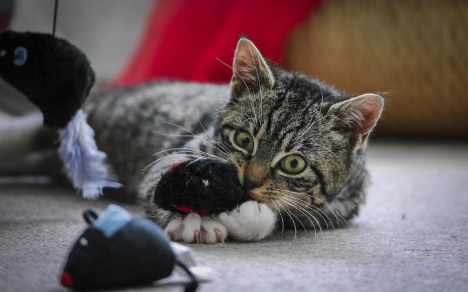 Juguetes para los gatos: entretenimiento interactivo