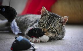 Juguetes para los gatos: ¿cómo no traer a su mascota en cuenta