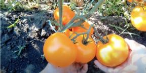 Cuándo plantar tomates para plántulas y cómo hacerlo.