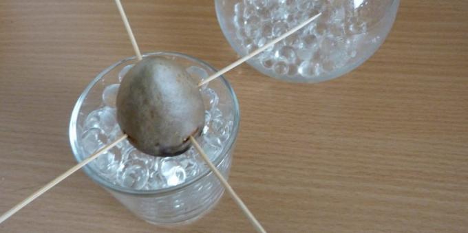 Cómo cultivar un aguacate desde una piedra: La piedra en un vaso con hidrogel