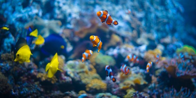 Cómo entretener a los niños: ir al acuario