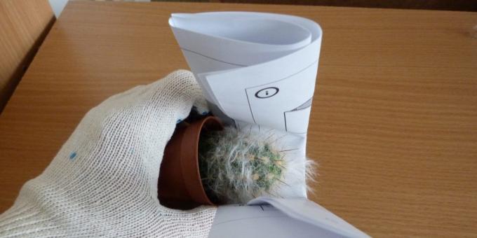 Cómo trasplantar la flor, si trasplante de un cactus, tomarlo usando un papel enrollado