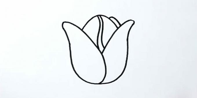 Cómo dibujar un tulipán: agrega un capullo