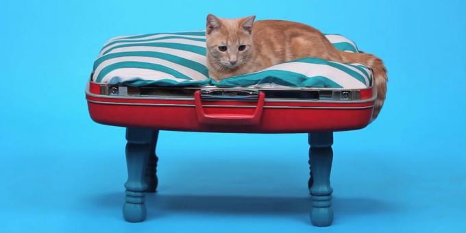 Cómo hacer una cama para gatos de bricolaje con una maleta