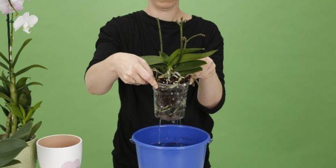 Cómo Orquídea agua: subir el bote para deshacerse del exceso de agua