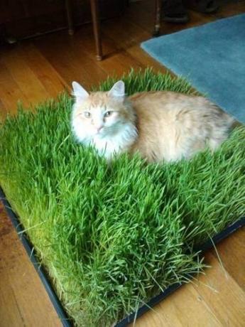 Almohadilla de la hierba para el gato