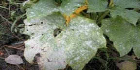 Cómo deshacerse del mildiú polvoroso en pepinos y otras plantas