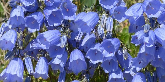 Las plantas perennes, floración durante todo el verano: Bellflower