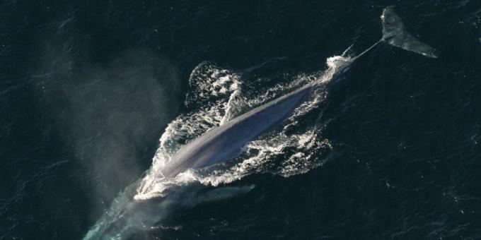 Una ballena azul puede tragarse a un humano