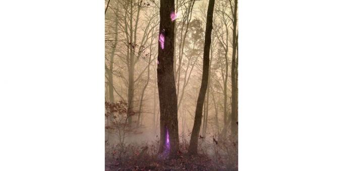árbol de llama violeta