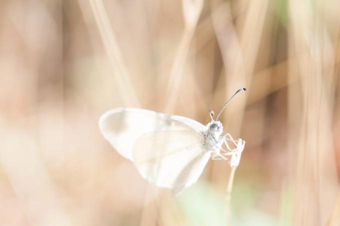 lo hermoso de fotografiar una mariposa