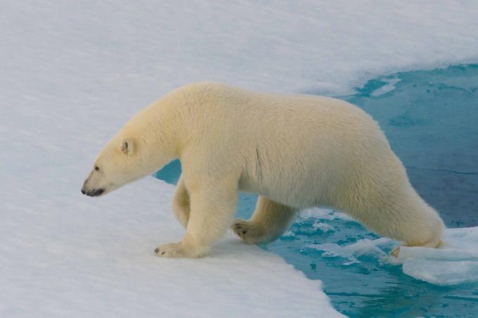 Datos de interés: los osos polares no se pueden detectar con una cámara termográfica