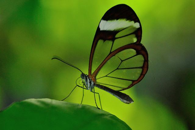 Qué hermoso es fotografiar una mariposa
