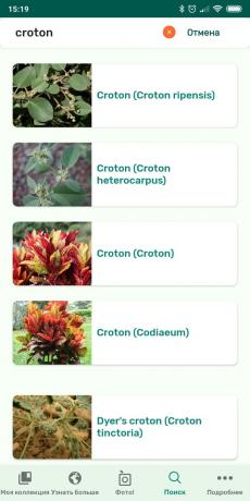Identificar los tipos de plantas de interior que utilizan PlantSnap