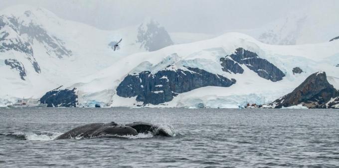 Antártida: foto de una ballena jorobada