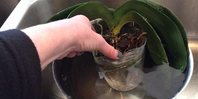 Cómo regar la orquídea: buceo, tomar un recipiente profundo u otro recipiente