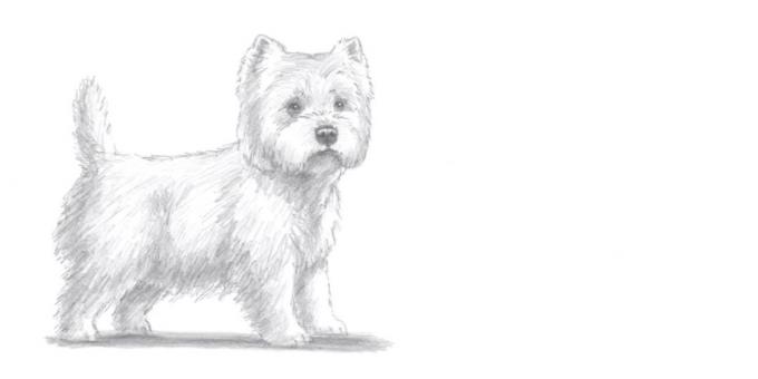 Cómo dibujar un pie perro en un estilo realista