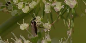 ¿Cómo deshacerse de los mosquitos en los colores de la habitación